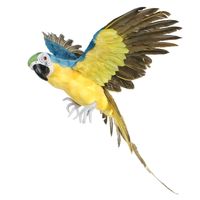 Blue Flying Macaw (L) 
