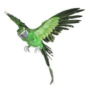 Green Flying Macaw (L)