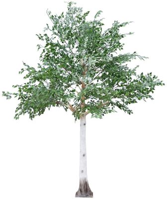3.3m Silver Birch Tree Green
