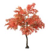 2.8m Japanese Maple Tree Red