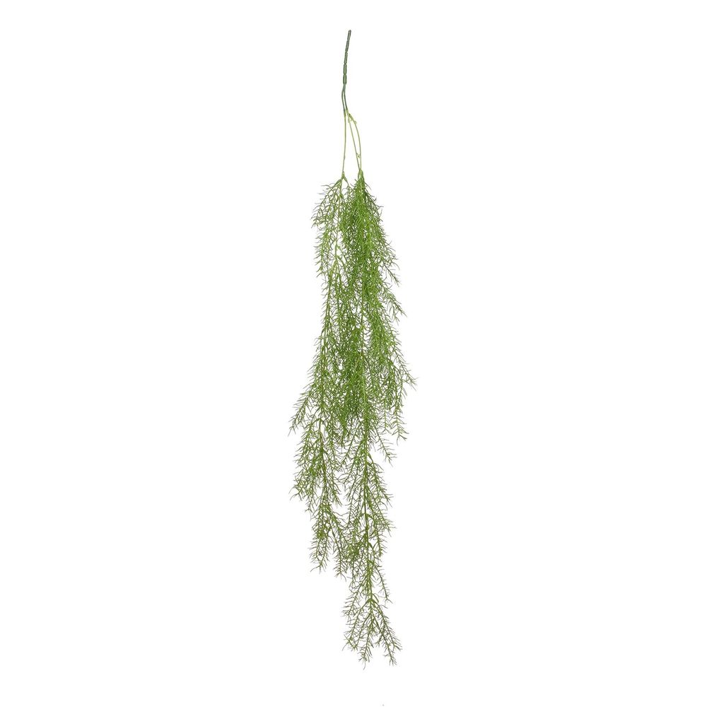 Trailing Asparagus Fern (24/240) | APAC