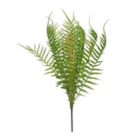 Garden Fern (24/240)
