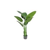Strelitzia House Plant 120cm