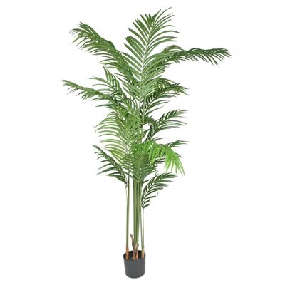 Kentia Palm 180cm