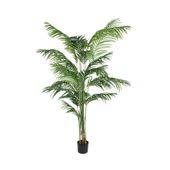 Kentia Palm 200cm