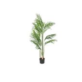 Kentia Palm 120cm