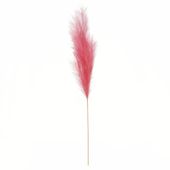 Luxury Pampas Antique Pink 15 Heads (12/300)