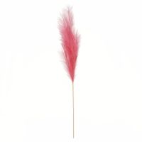 Luxury Pampas Antique Pink 15 Heads (12/300)