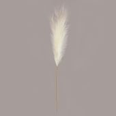 Luxury Pampas White 15 Heads (12/300)