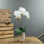  Medium Phalaenopsis-White in Ceramic Pot 3 stems H54cm(1/12)