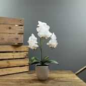  Aragon Medium Phalaenopsis-White in Ceramic Pot -1 stem H52cm(1/12)