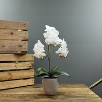  Aragon Medium Phalaenopsis-White in Ceramic Pot -1 stem H52cm(1/12)