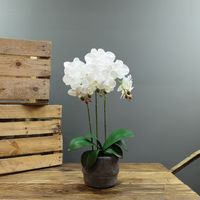  Aragon Medium Phalaenopsis-White in Cement Pot-3 Stems-H52cm(1/12)