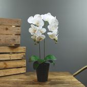 Aragon Phalaenopsis-White in Ceramic Pot-2 stems H58m(1/12)