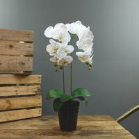 Aragon Phalaenopsis-White in Ceramic Pot-2 stems H58m(1/12)