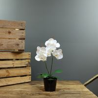 Aragon Phalaenopsis-White in Ceramic Pot-2 stems H40cm(1/12)