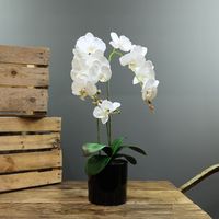 Aragon Phalaenopsis-White in Ceramic Pot-3 stems H62cm(1/12)