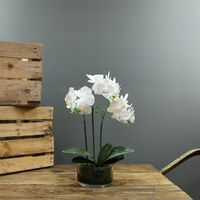 Aragon Medium Phalaenopsis -White in Glass Pot - 3 stems H42cm(1/12)