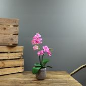  Aragon Medium Phalaenopsis -Pink in Concrete Pot-2 stems H42cm(1/12)