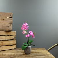  Aragon Medium Phalaenopsis -Pink in Concrete Pot-2 stems H42cm(1/12)