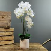 Aragon Phalaenopsis-White in Ceramic Pot-5 stems H68cm(1/12)