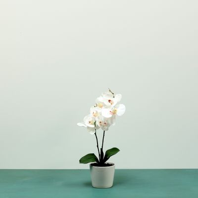 Aragon Phalaenopsis-White in Ceramic Pot-1 stem H42cm(1/12)