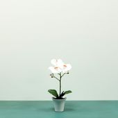 Aragon Phalaenopsis-White in Ceramic Pot -1 stem H38cm(1/12)