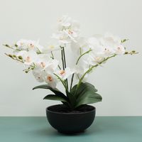  Aragon Phalaenopsis-White in Black Ceramic Pot -24cm H70cm(1/4)