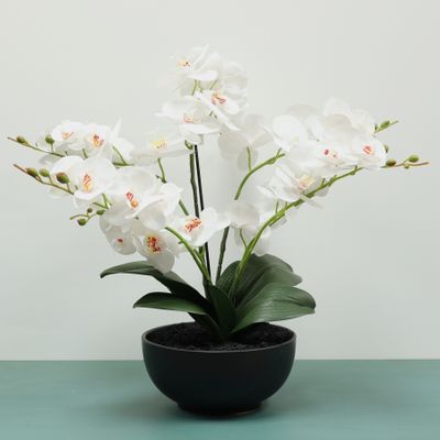  Aragon Phalaenopsis-White in Black Ceramic Pot -24cm H70cm(1/4)
