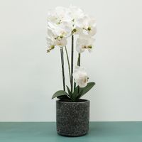 Aragon Phalaenopsis-White in Cement Pot-6 stems H72cm(1/4)