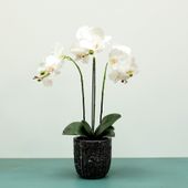 Aragon Phalaenopsis-White in Cement Pot- 3 stems H64cm(1/6)