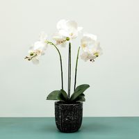 Aragon Phalaenopsis-White in Cement Pot- 3 stems H64cm(1/6)