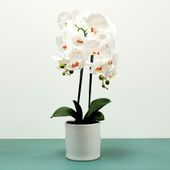 Aragon Phalaenopsis-White in Ceramic Pot-2 stems H62cm(1/12)