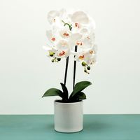 Aragon Phalaenopsis-White in Ceramic Pot-2 stems H62cm(1/12)