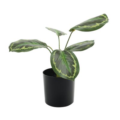 Plant house Ctenanthe 34cm potted (2/6)
