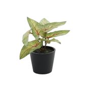 Plant House Mini Syngonium 13cm potted (12/24)