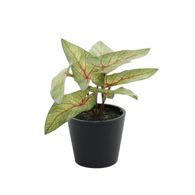 Plant House Mini Syngonium 13cm potted (12/24)
