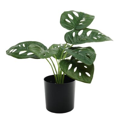 Plant house monstera 40cm potted (12/120)