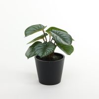 Plant house Calathea 13cm potted (12/24)