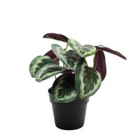 Plant House Calathea 22cm potted (12/72)