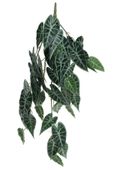 Plant House Trailing Caladium 80cm (12/48)
