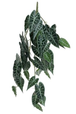 Plant House Trailing Caladium 80cm (12/48)