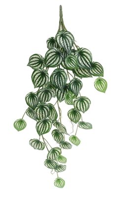 Plant House Trailing Calathea 80cm (12/48)