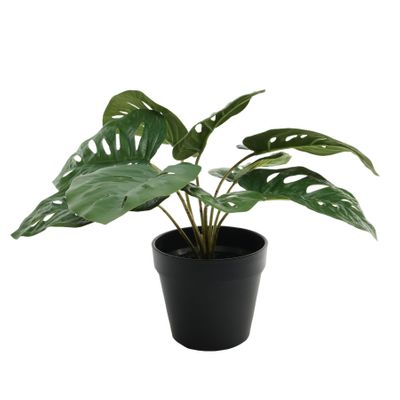 Plant House Monstera 30cm potted (2/12)