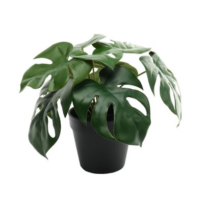 Plant House Monstera 23cm potted (2/12)