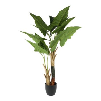Plant House Cala 130cm potted (1/4)
