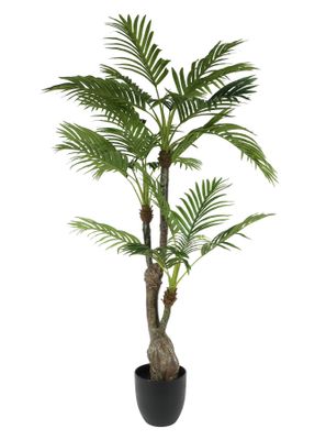 Plant House Palm 130cm potted (1/4)