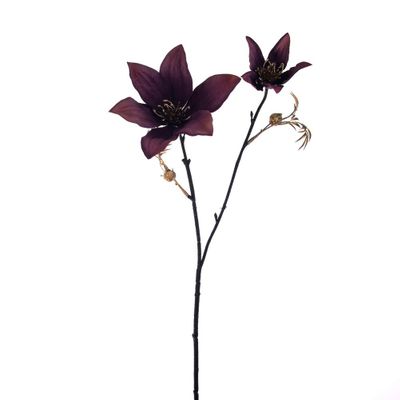 Clematis 2 Flower Spray Purple 45Cm Hqn
