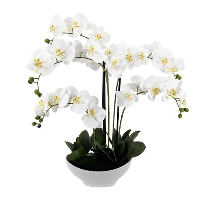Potted White Orchid x 5 Stems in a Ceramic Dish - 72cm