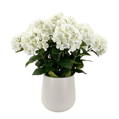 Potted White Hydrangea x 15 Stems in a Ceramic Pot - 71cm